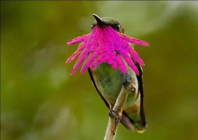 Fournisseur de pruneaux qui fit les beaux jours du Western Spaghetti !