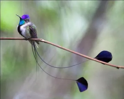 Pigeon sauvage d'Europe !