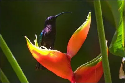 Verbe destiné à savoir qui, de plusieurs débiteurs, sera payé le premier !