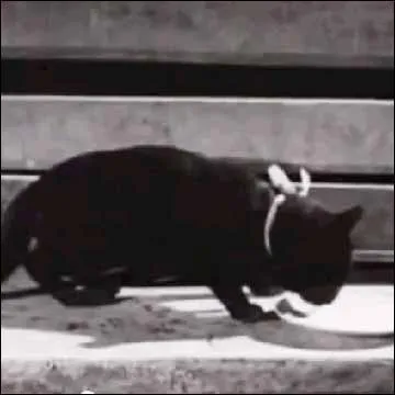 Quel est le nom de la chatte dans "La femme du boulanger" ?