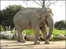 Animaux : Les éléphants d'Asie sont plus petits que ceux d'Afrique.