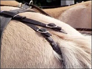 Ceci s'appelle un(e) :