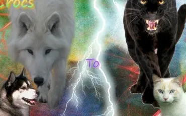 Quiz Felins
