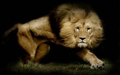 Nous savons que le roi des animaux est un mammifère et bien sûr, un lion, mais de quelle famille fait-il partie ?