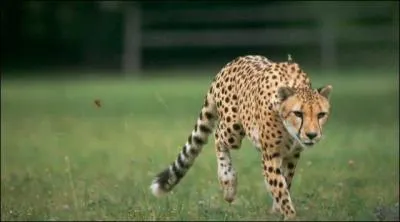 Celui-là est surnommé "sprinter d'Afrique", il peut atteindre une vitesse de 110km/h sur une courte distance, c'est un ...