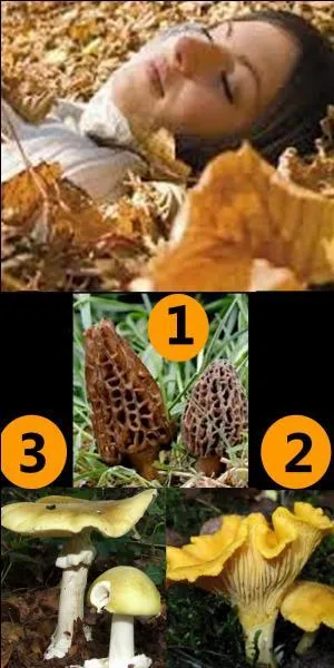 Lequel de ces champignons a tué cette femme ?