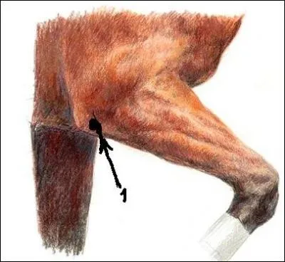 Cette partie (n°1) du membre antérieur est « le coude » ?