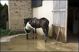Il vaut mieux doucher un membre en commençant par le haut en descendant vers le bas.