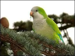 Quel est le nom scientifique de la conure veuve, quaker ou perruche souris ?