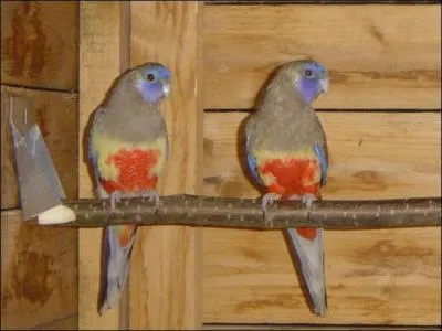 La perruche à bonnet bleu appartient au genre :