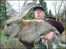 Quelle est l'appellation de cette race de lapin européen domestique au fort gabarit ?