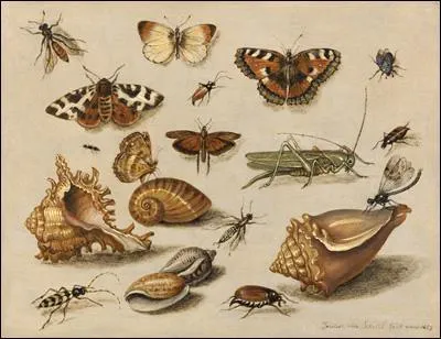 Qui a peint "Nature morte : Insectes, coquillages et papillons" ?