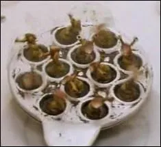 Que crient les clapiottes quand elles sont servies ?