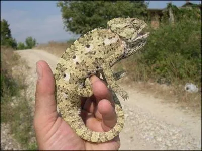 En dehors de Madagascar, dans quel autre pays pouvez-vous voir un caméléon ?