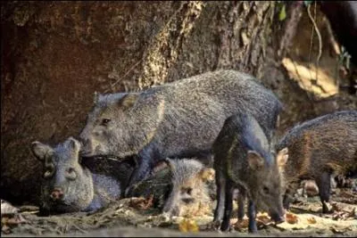 Travaillez du collier pour trouver le pays !