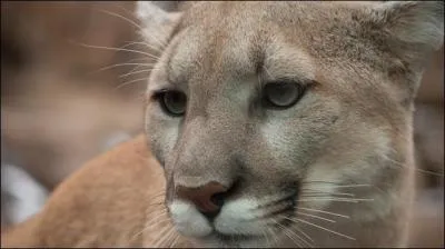 Dans cet environnement montagnard rôde le puma, nandous et surtout guanacos doivent se méfier, choisissez le pays correspondant !