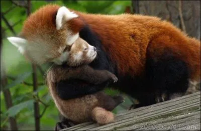 Regardez bien l'animal, si vous ne trouvez pas le pays, vous allez en faire une jaunisse !