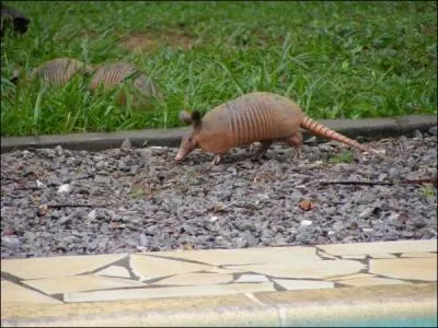 Où pensez-vous voir cet animal, attention question piège ?