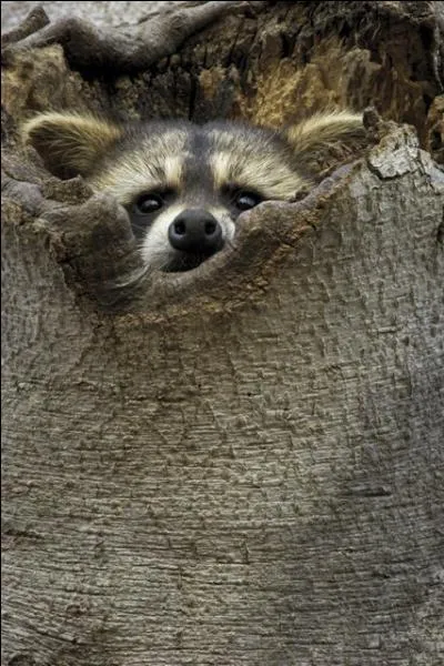 On le trouve à présent en France à l'état sauvage, mais c'est l'un de ses pays d'origine que je vous demande de trouver !