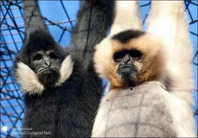 On peut les voir dans le pays du tigre !