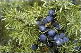 Le gin est un alcool à base de genévrier. De quel pays est-il originaire ?