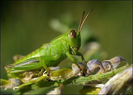 quel est animal qui saute le plus haut