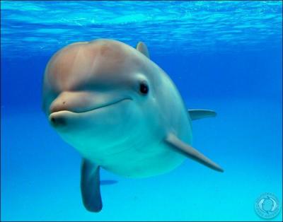 Combien de temps environ un dauphin peut-il retenir sa respiration sous l'eau  ?