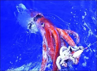 Quelle est la taille record d'un tentacule d'un calmar g&eacute;ant ?