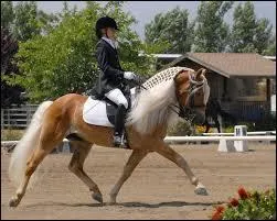 Il existe les Haflinger de type ____________ et les Haflinger de type ____________.