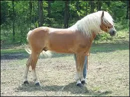 Un Haflinger peut mesurer...