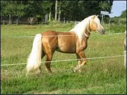 Un Haflinger peut peser...