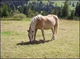 Le Haflinger apprécie la fraîcheur et craint la chaleur.