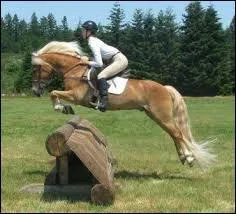 Le Haflinger est principalement utilisé pour...