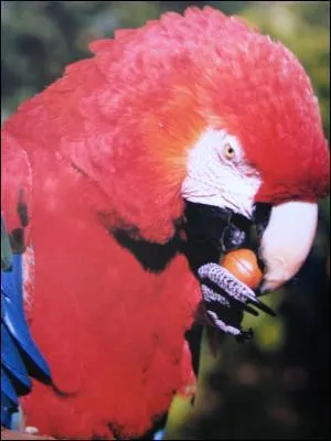 Il utilise son bec pour s'agripper aux branches et casser les noix les plus dures.