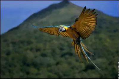 La maman perroquet cherche un endroit id&eacute;al pour le nid de ses petits.