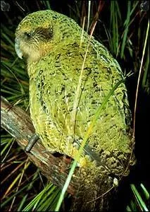 Ce perroquet-hibou ou kakapo, vivant en Nouvelle-Z&eacute;lande, est en danger critique d'extinction.