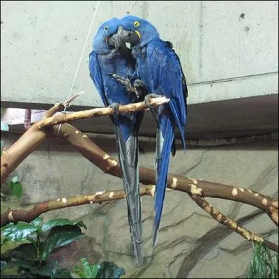 L'ara Hyacinte est aussi appel&eacute; Grand ara bleu.
