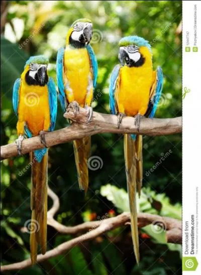 C'est un oiseau silencieux.