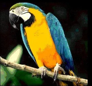 Ses pattes ont chacune deux doigts &agrave; l'avant et deux autres &agrave; l'arri&egrave;re.