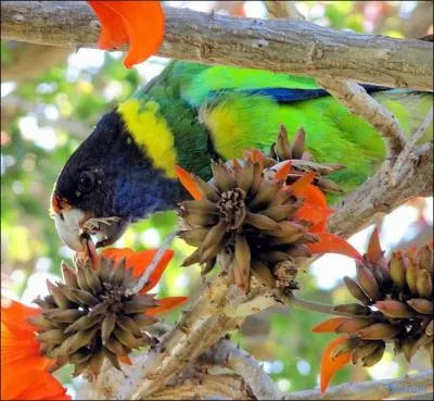 &Agrave; l'&eacute;tat sauvage, il se nourrit d'insectes.
