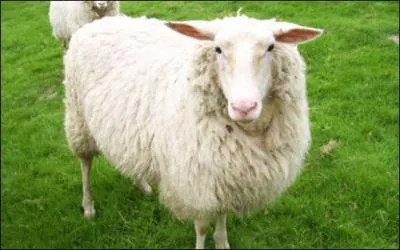 On le tond régulièrement.