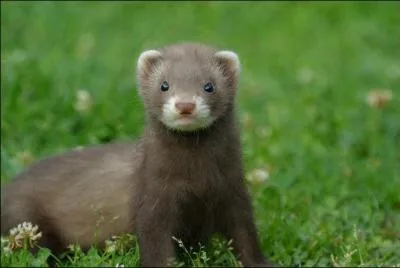 Cet animal est un...