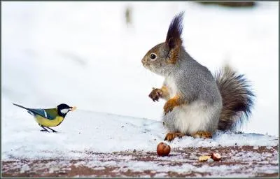 Là, on rentre dans le dur quoique... Quel est le cri ou chant de la fauvette ?