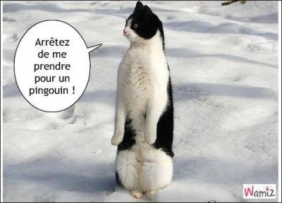 Que fait ce pauvre pingouin seul sur sa banquise alors que sa pingouine l'a lâchement laissé tomber pour un pingouin moins manchot et bien il...