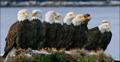 Encore un cri qui peut prêter à confusion, que fait l'aigle ? (Vous verrez la confusion possible à la question suivante.)