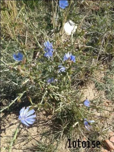 Penchez-vous pour ramasser de la bourrache.