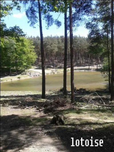 Agrandissez la photo et vous distinguez quatre chevreuils.