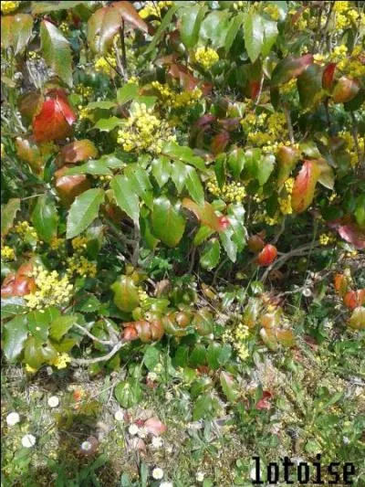 Cette plante fleurie est le mahonia.