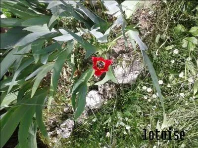 Ceci est une anémone.