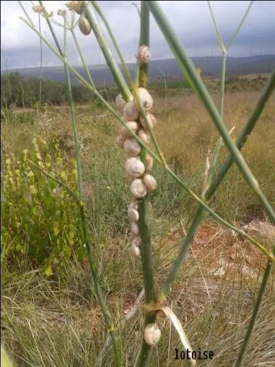 Ce sont des cigales sur des tiges de fenouil.